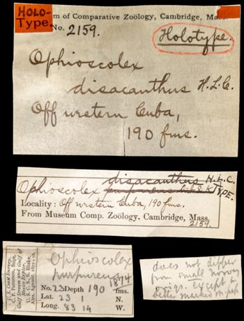 Media type: image; Invertebrate Zoology OPH-2159   Aspect: labels